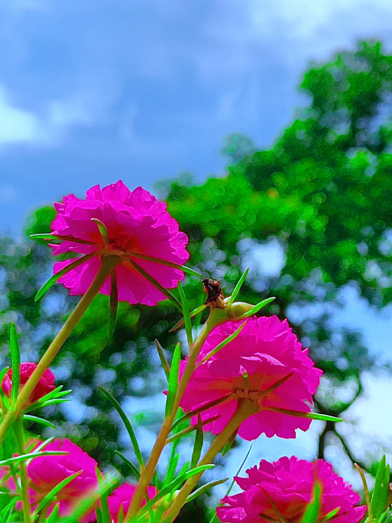 @🪺🦋বাংলার প্রকৃতি 🌾🌹