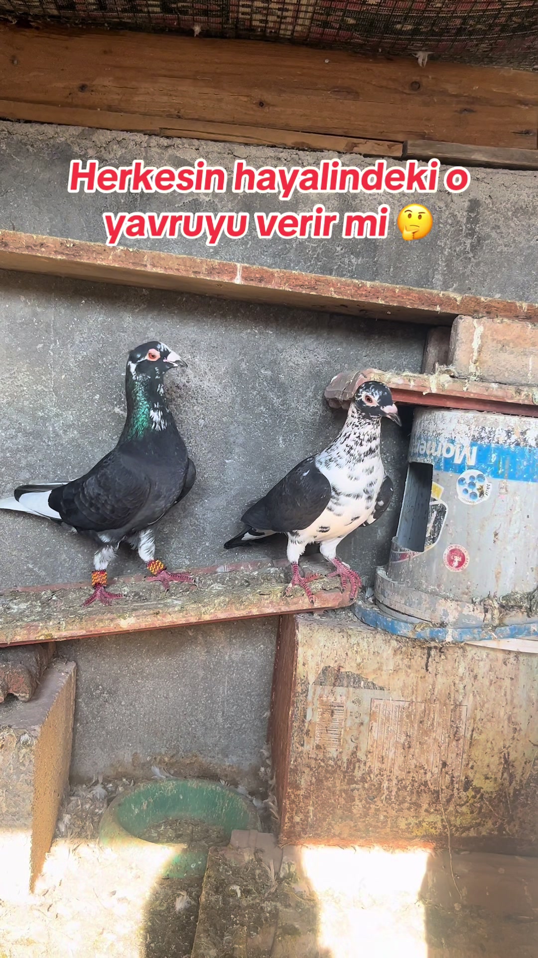 @başkoo♻️