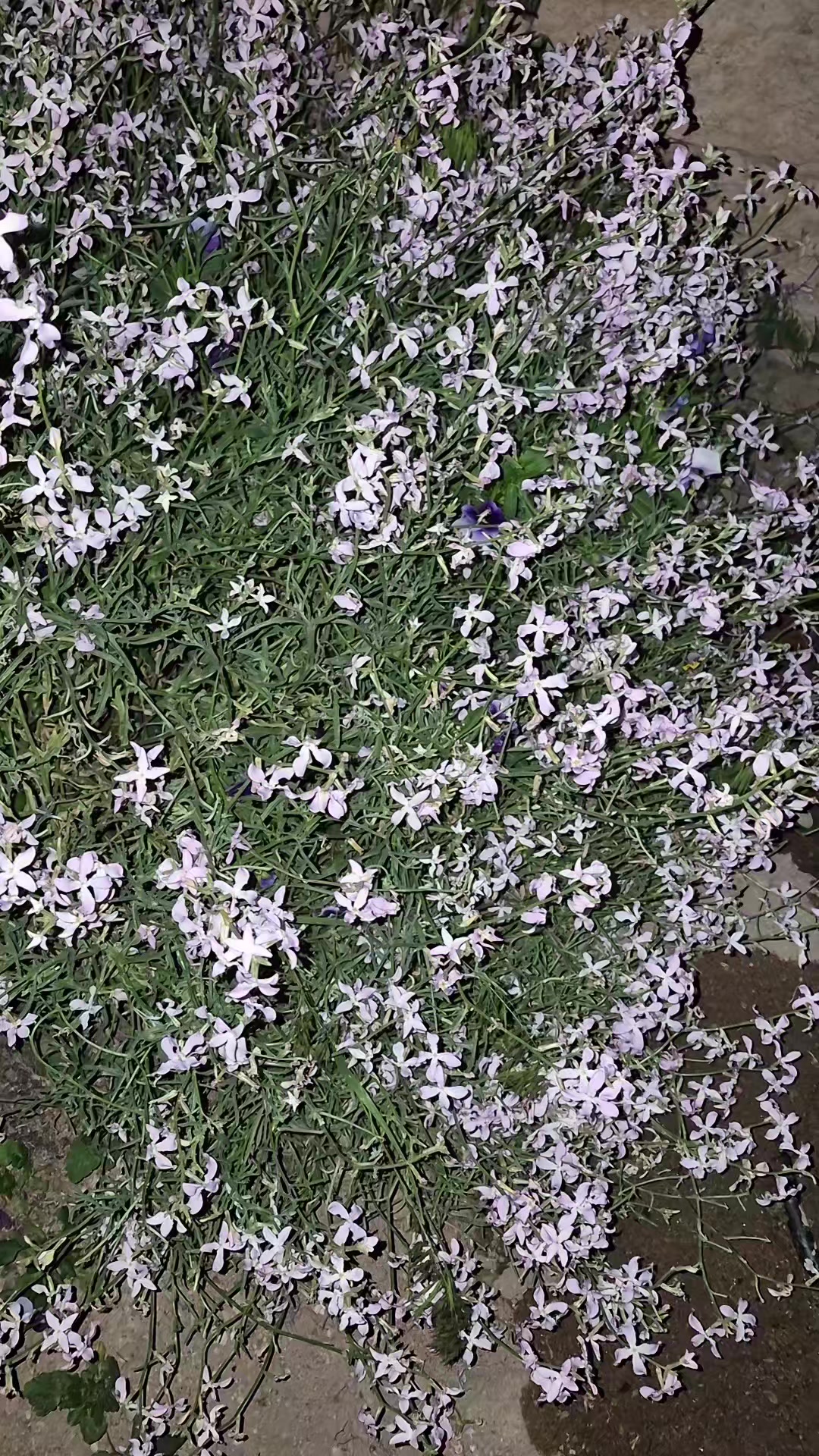 @🇹🇷Murat19051🇹🇷