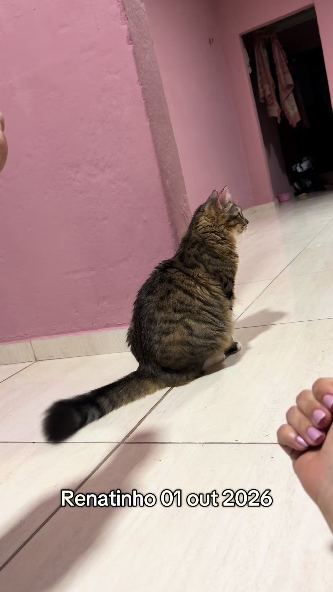 @ogatorenatinho