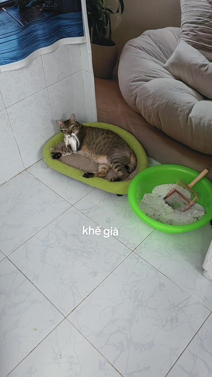 @Khế th&uacute;i