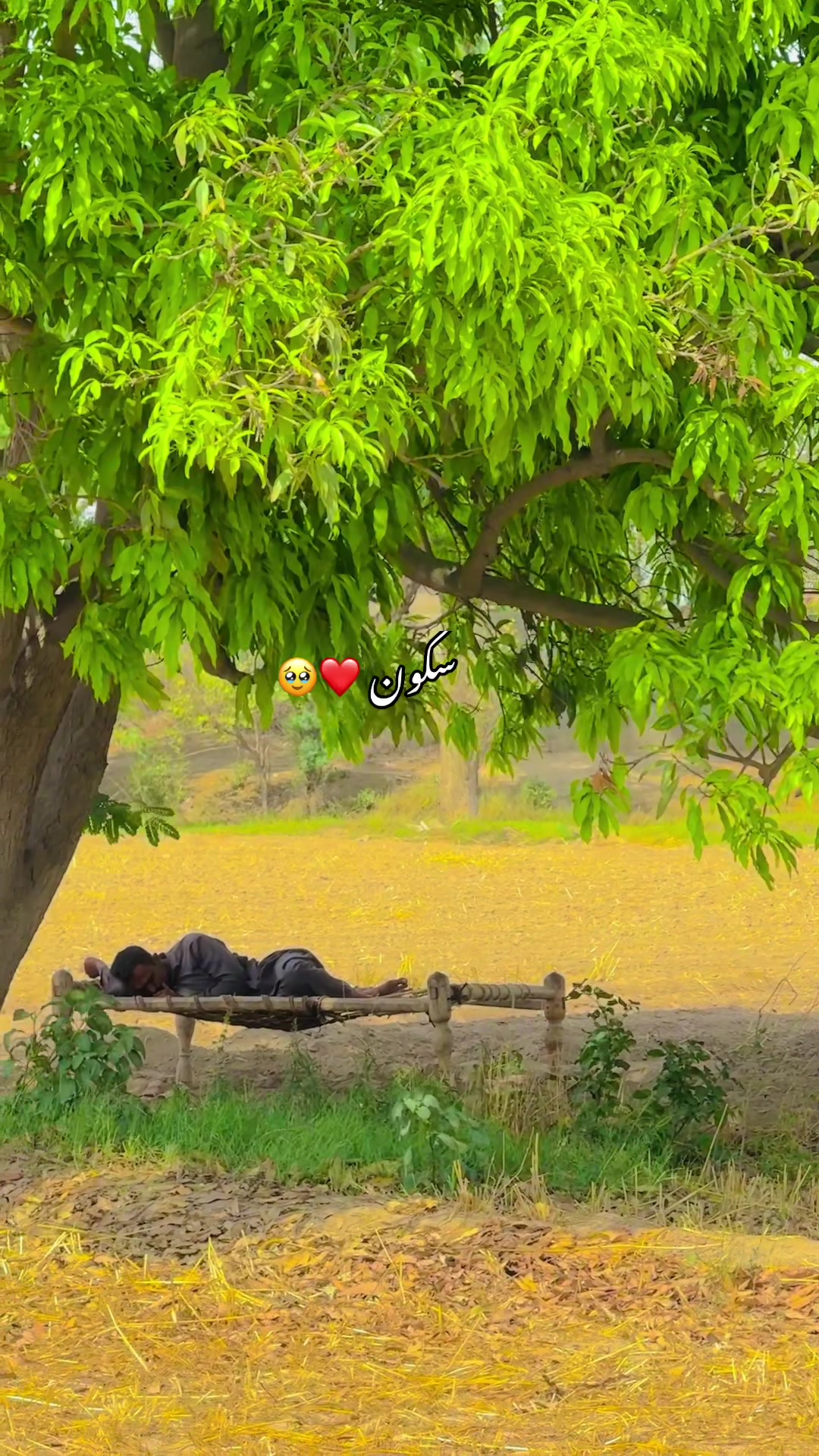 @سوہنا پنجاب🌾🫀