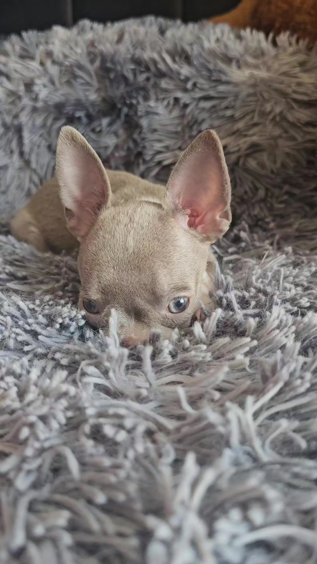 @RufinaChihuahua