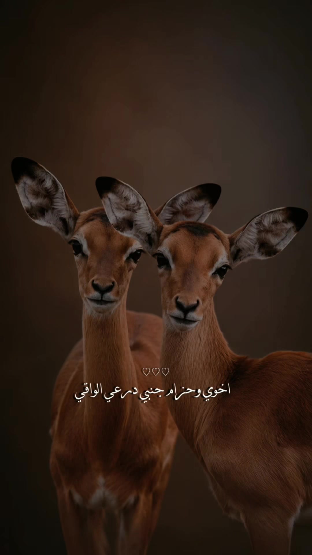 @﮼غزال🦌