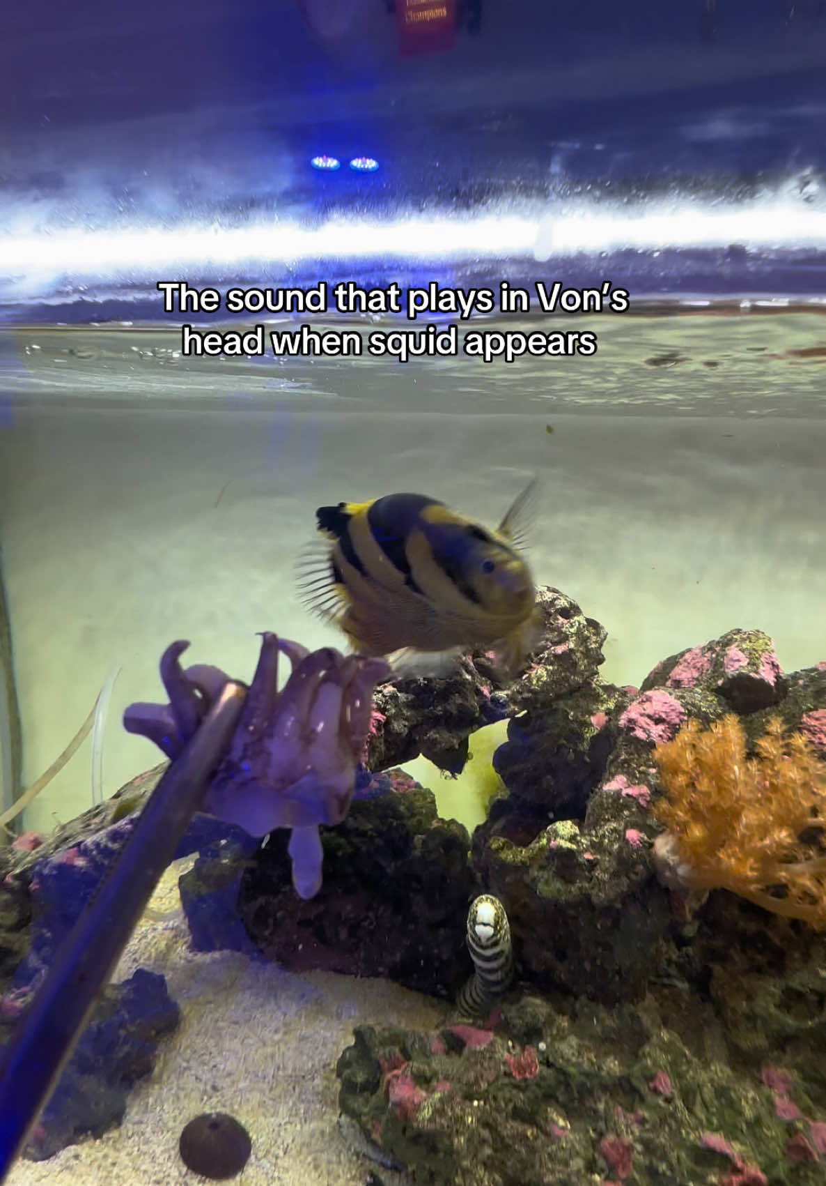 @ReefSync