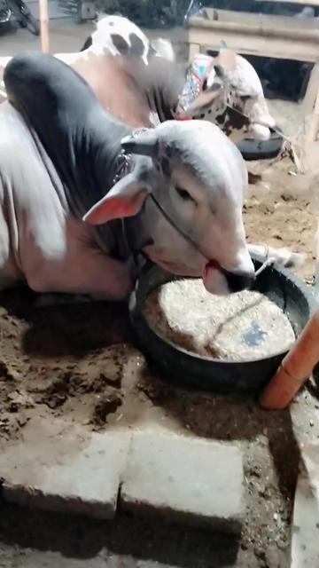 @KhUبAuSمaN❤️