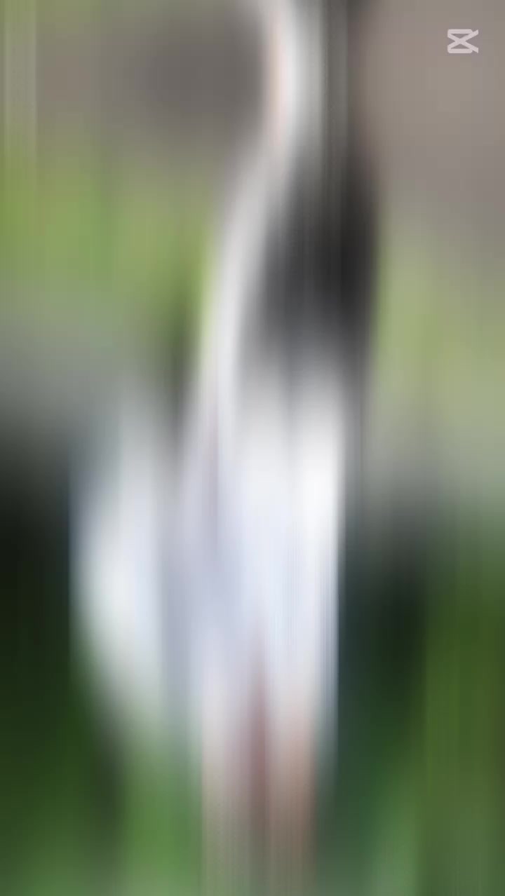 @👸🏻ساجد🫅🏻شازي 💨 සා ᴊ ᴀ ᴀ