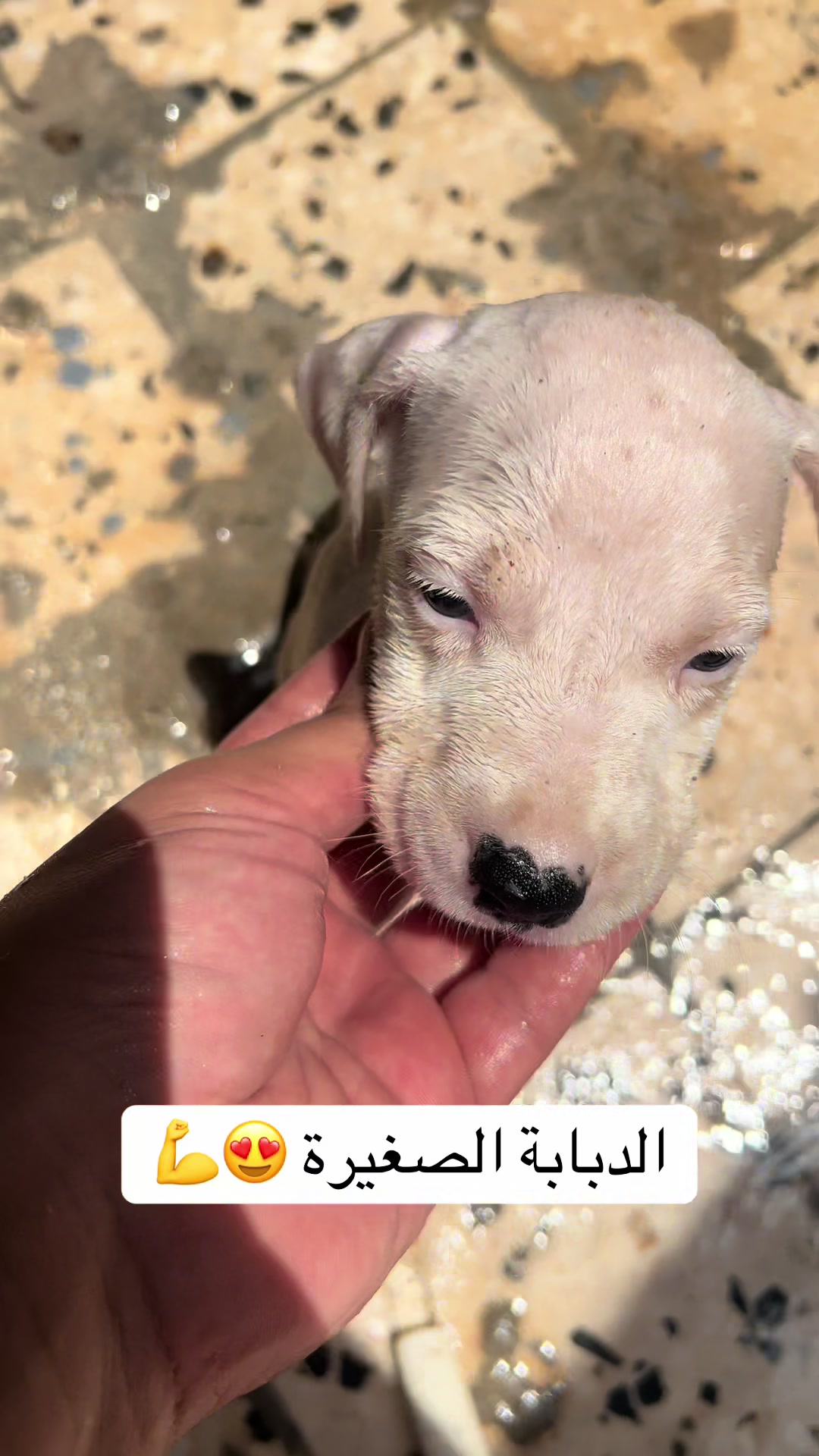 @عصابة كلاب الدوڨو&البيتبول🔥