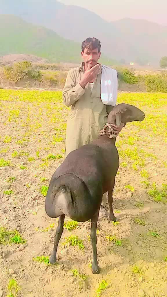 @Naseeb Gul.SWABI BAJA804