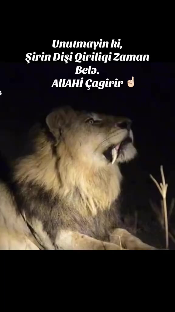 @zalehabdullayev ❤🌹