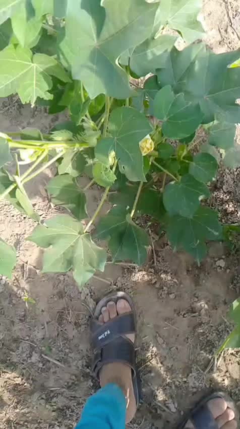 @inzamam jani