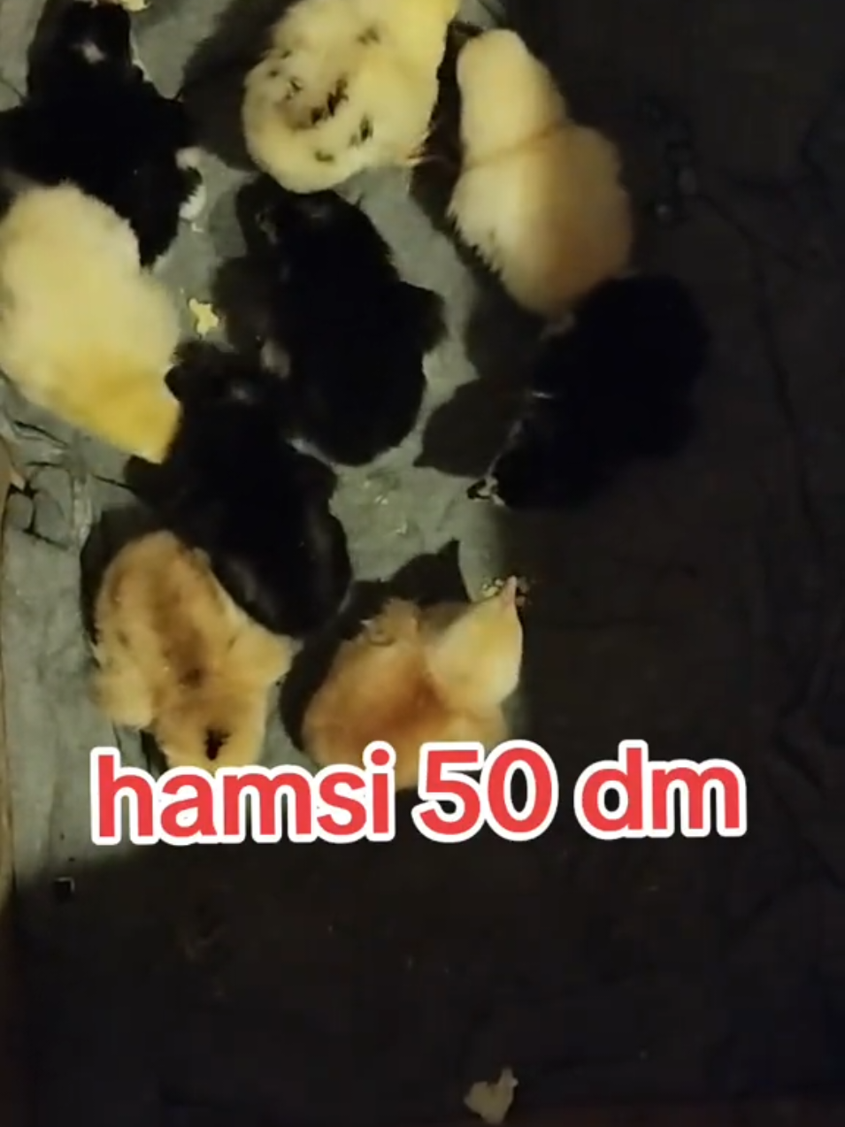 @kurdemir heyrati satisi