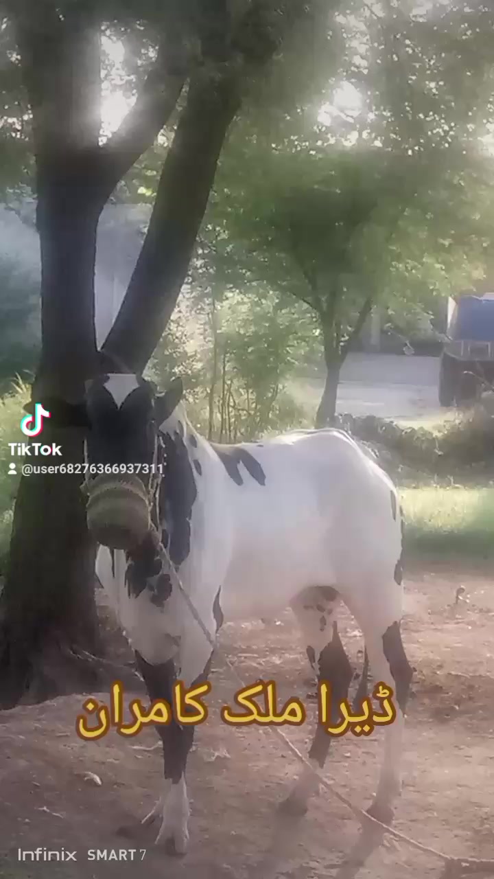 @Malik kamran