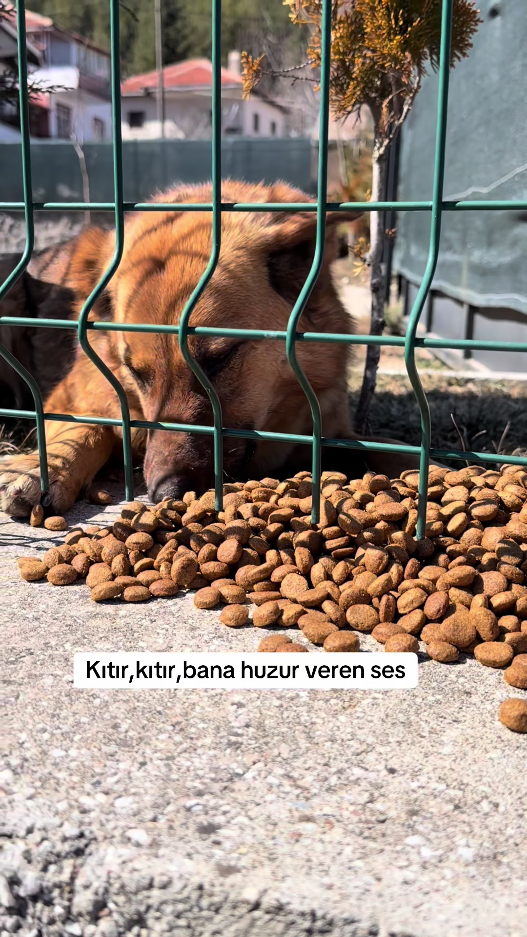 @azaphanecanlari
