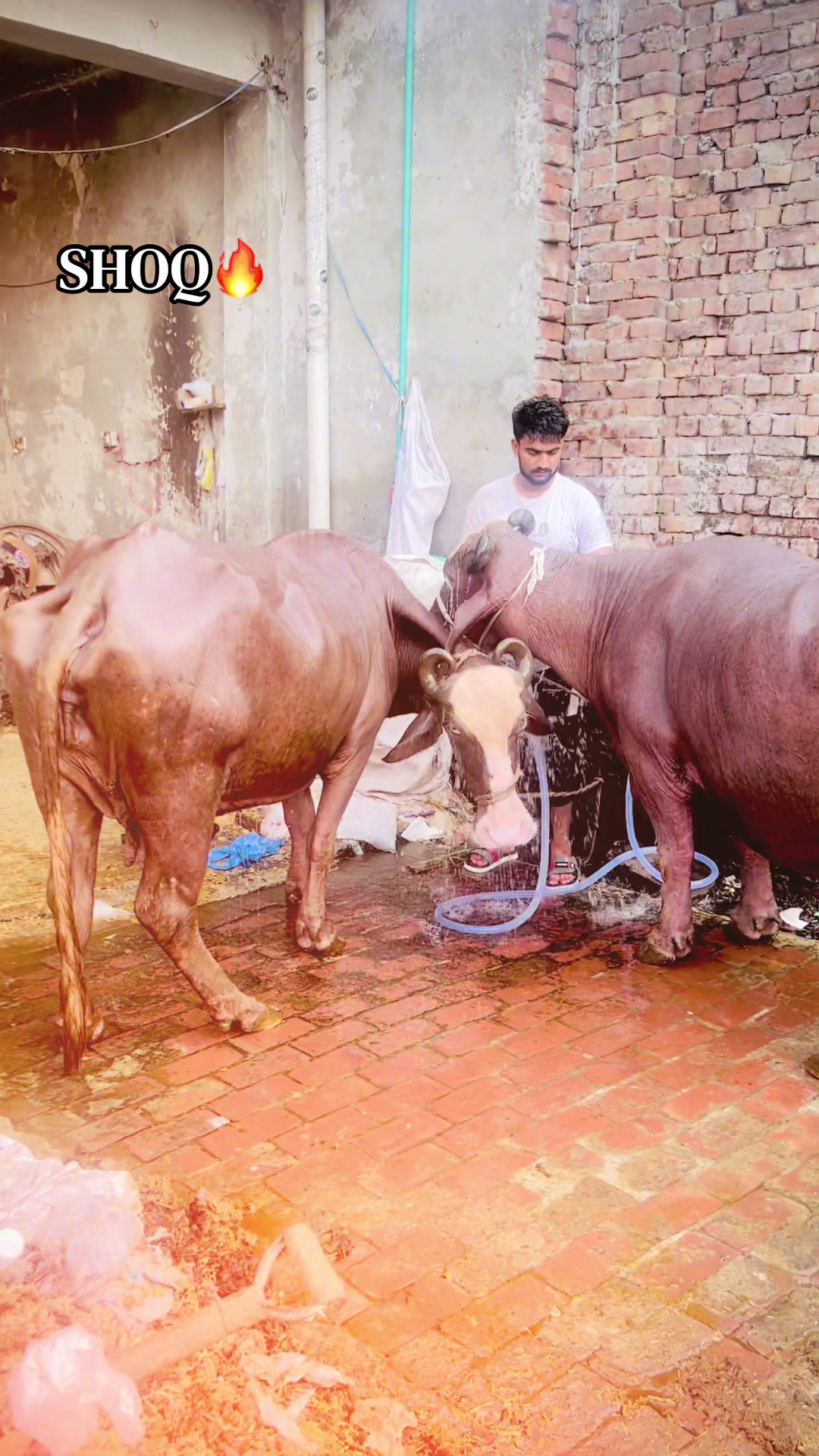 @🫶🏻شاہ زیب گجر🔥