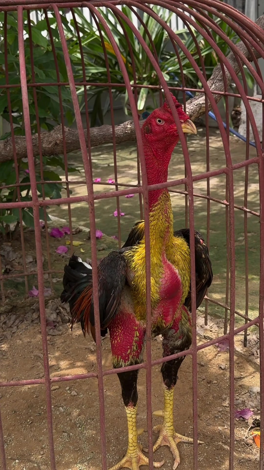 @Quốc khánh