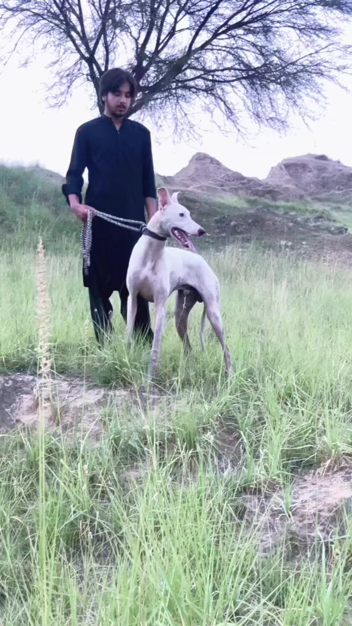 @چوہدری  حمزہ گجر🐾