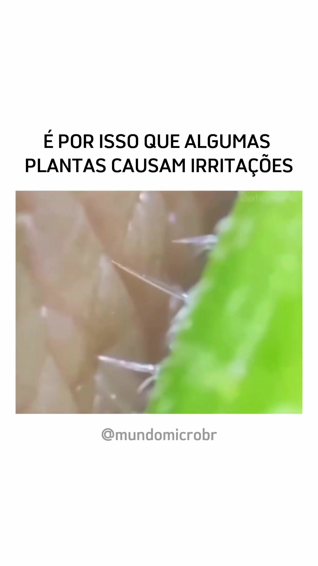 @mundomicrobr