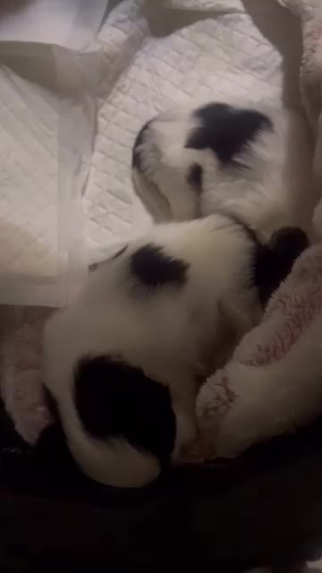 @PawmilyaSweettzu & Furbuddies
