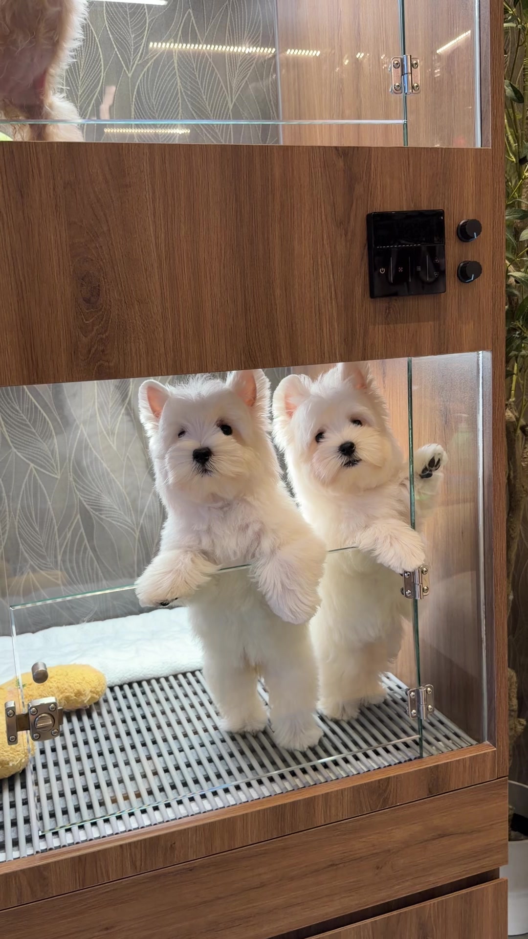 @JC Dog Republic