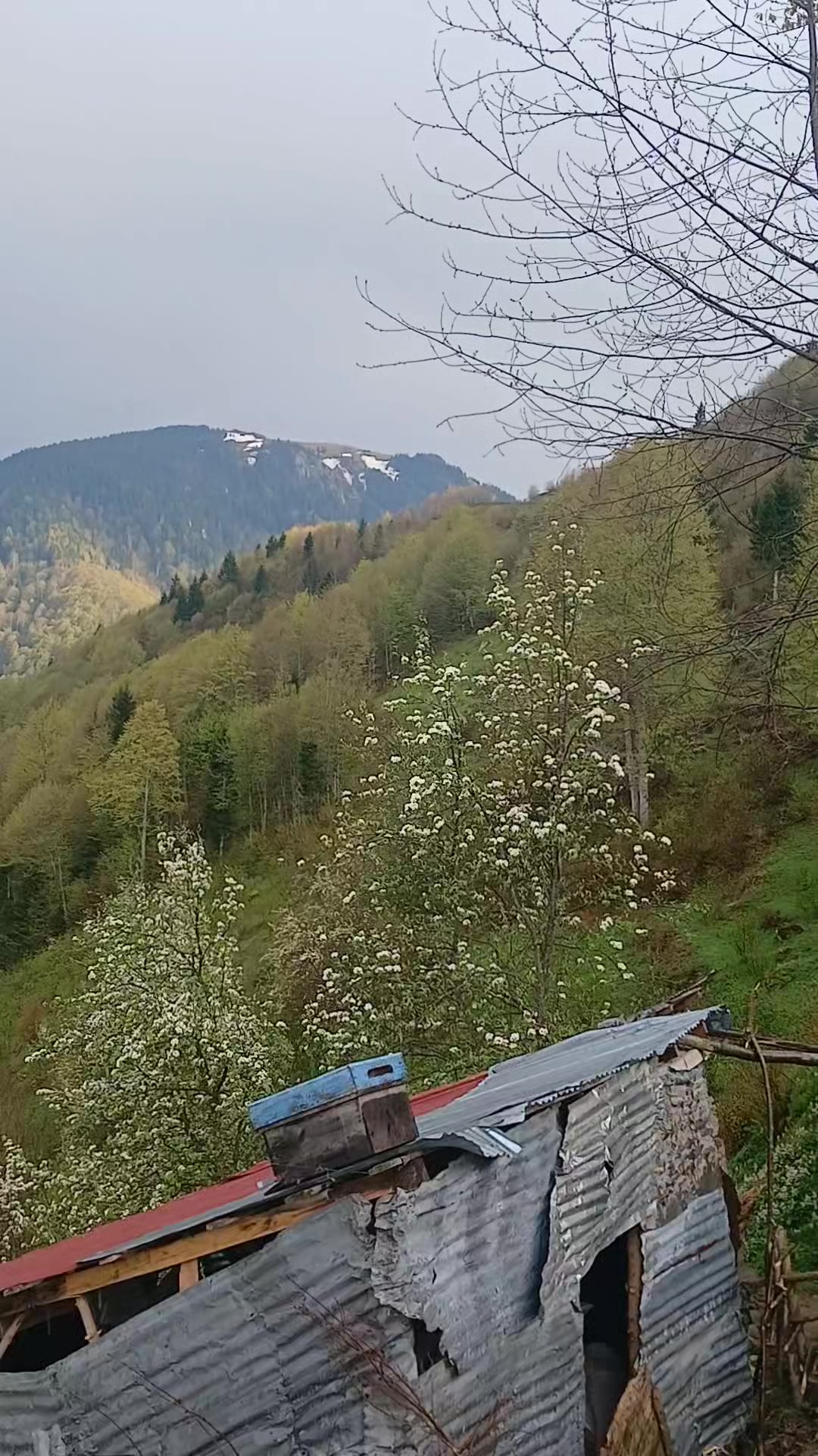 @meşüre memiş