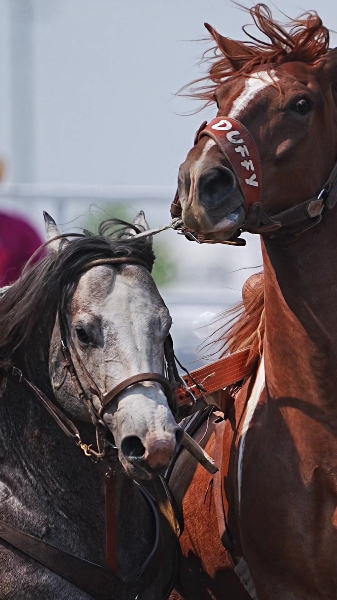 @Hanginghorses