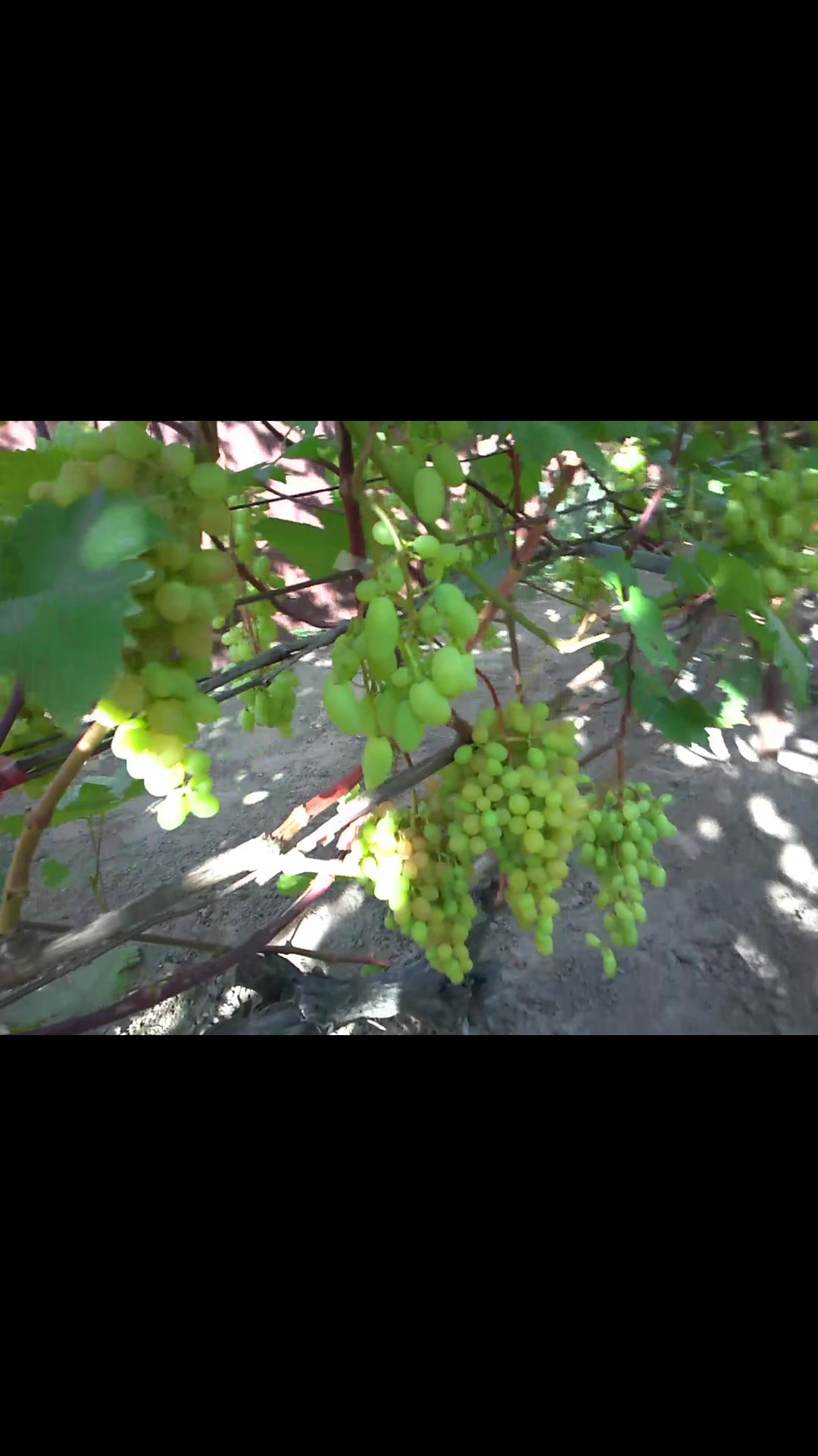 @Vinogradmozyr