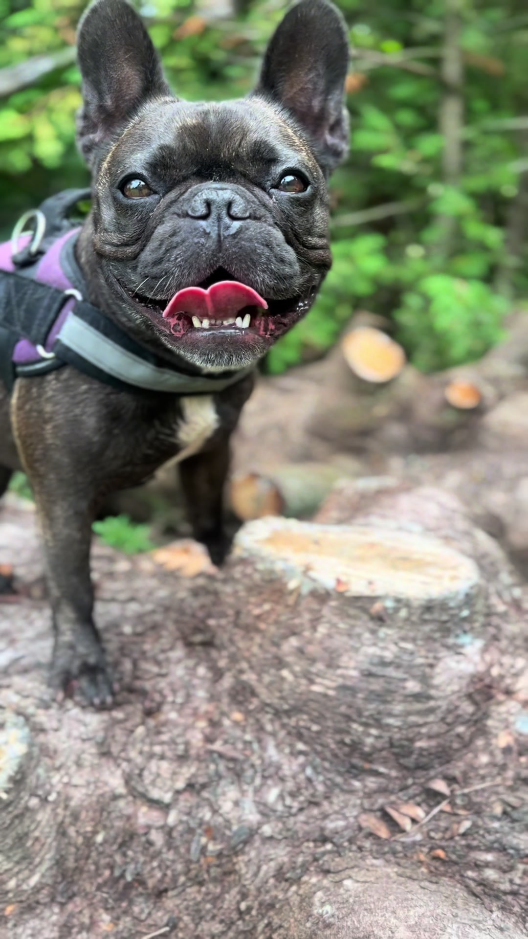 @Lucy the Frenchie