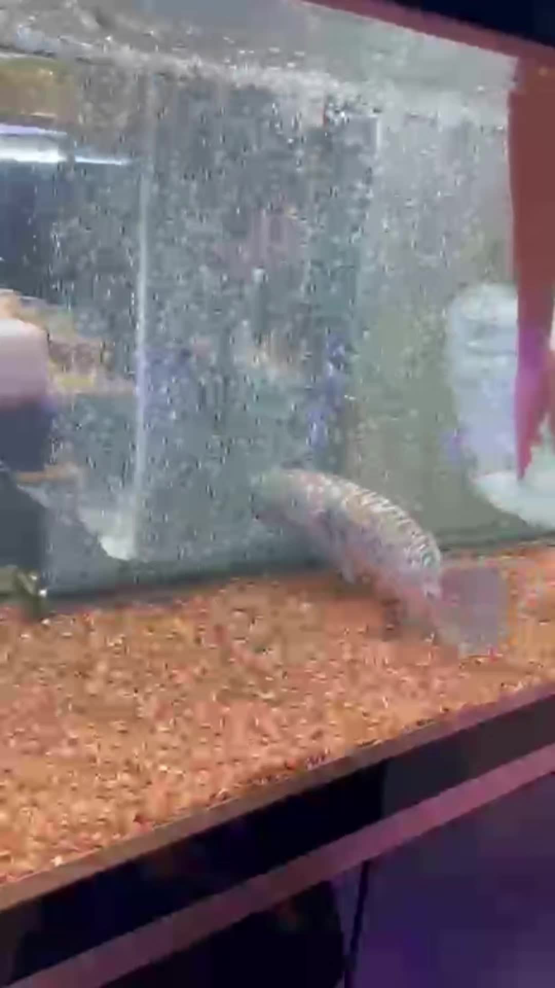 @Pearl Aquatics