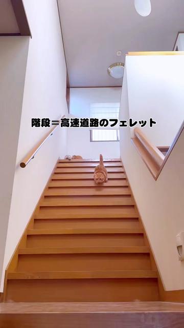 @あにまるファミリー/6猫2フェレット