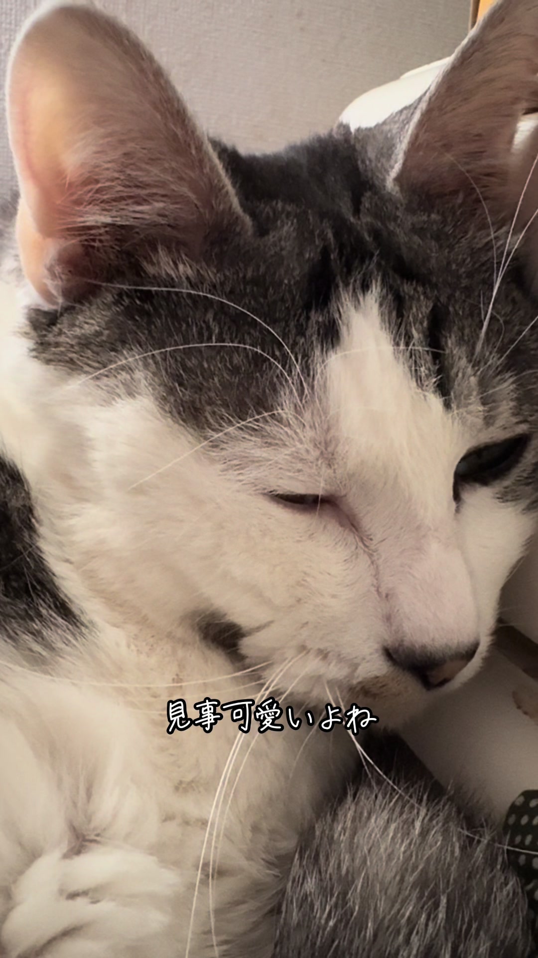 @こねのちう