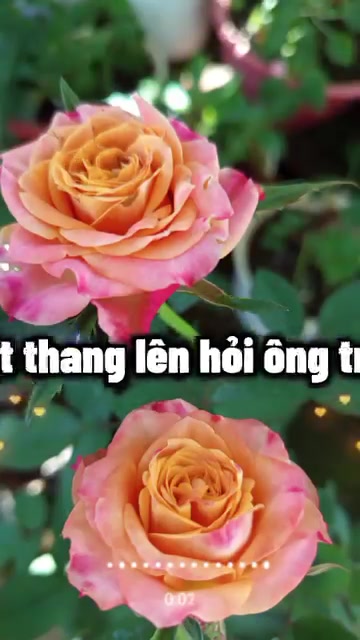 @Phạm Văn Thảo