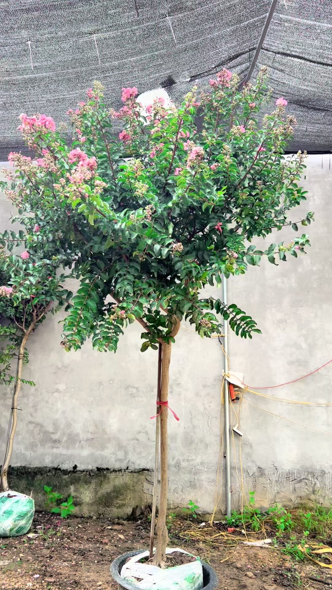 @Khổng La