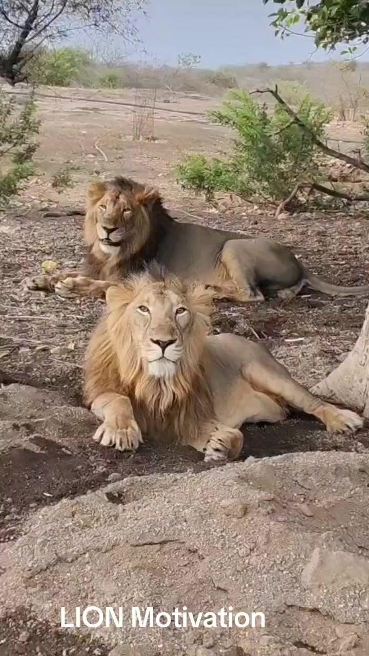 @LION MOTIVATION 🇨🇩🇨🇩🇨🇩