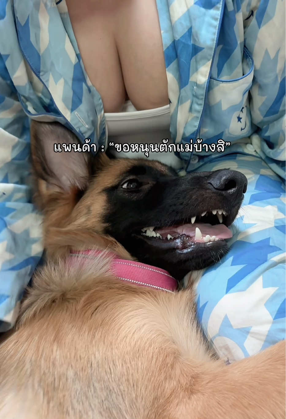 @คุณหนูบ้านเรมุ | Remu Pups 🐼