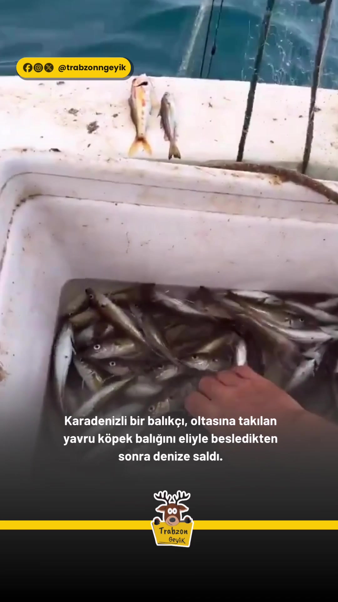@Muğla Geyik