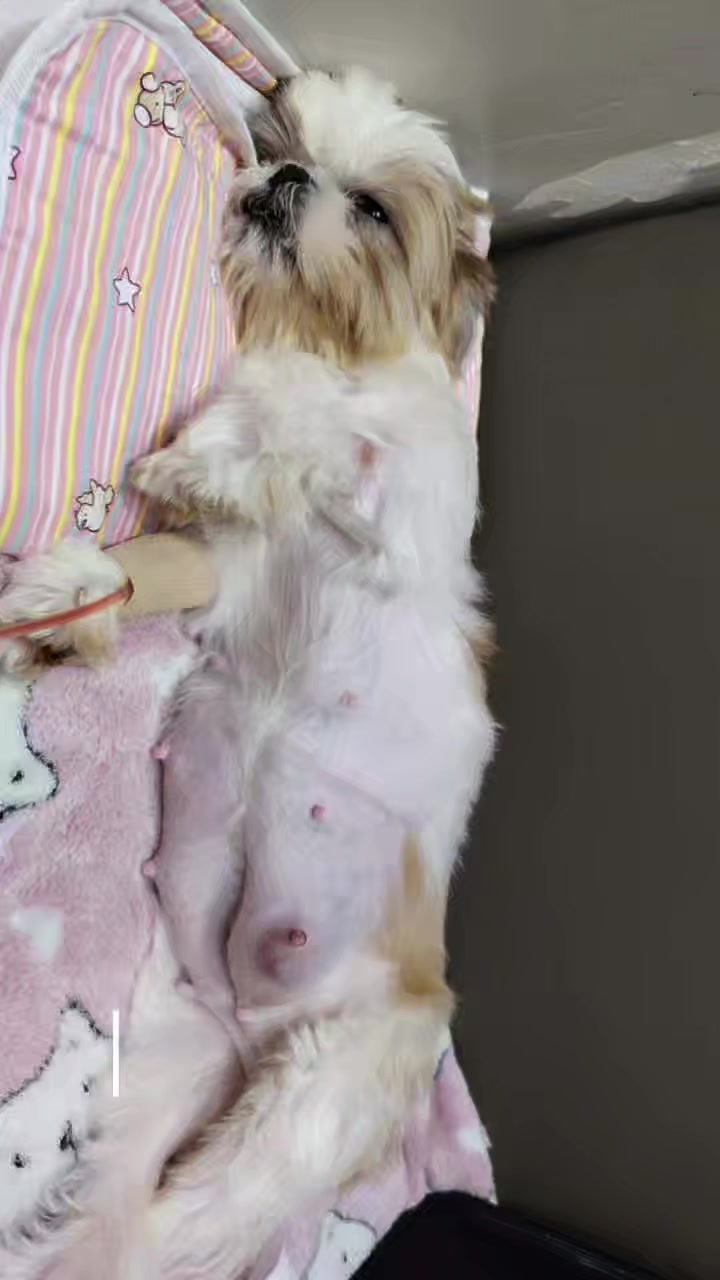 @PawmilyaSweettzu & Furbuddies