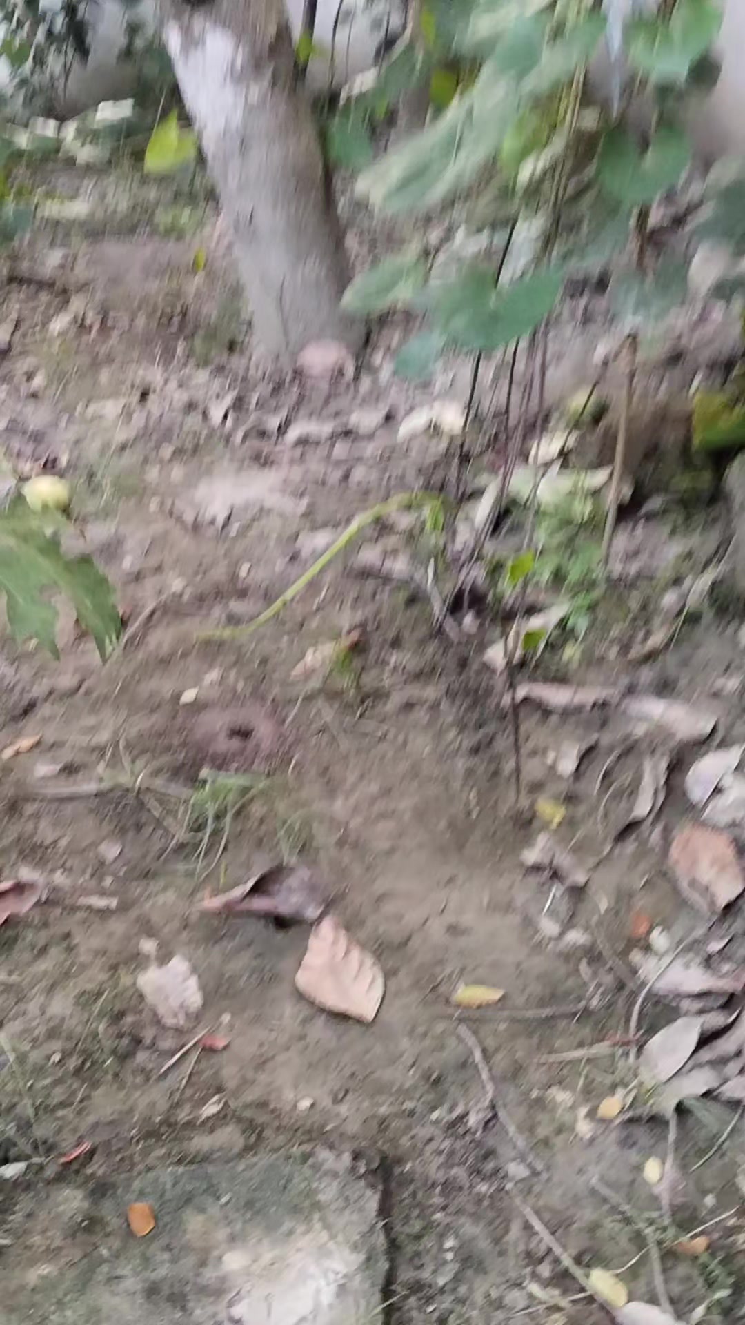 @যশোরের পোলা