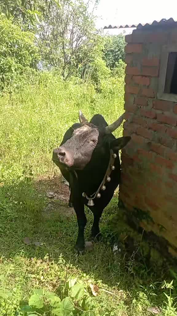 @Tanahun tiger