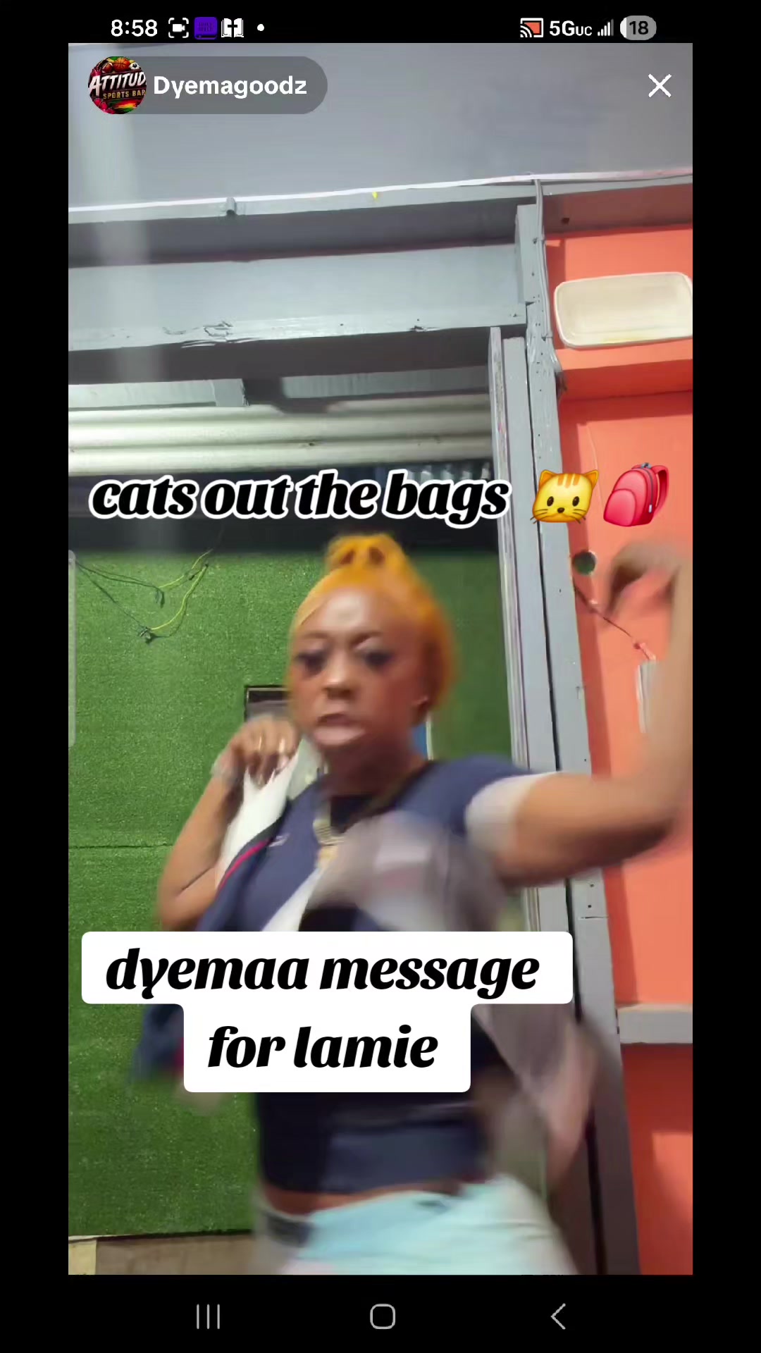 @cats out  the bags 🐱🐱🐱🐱🐱