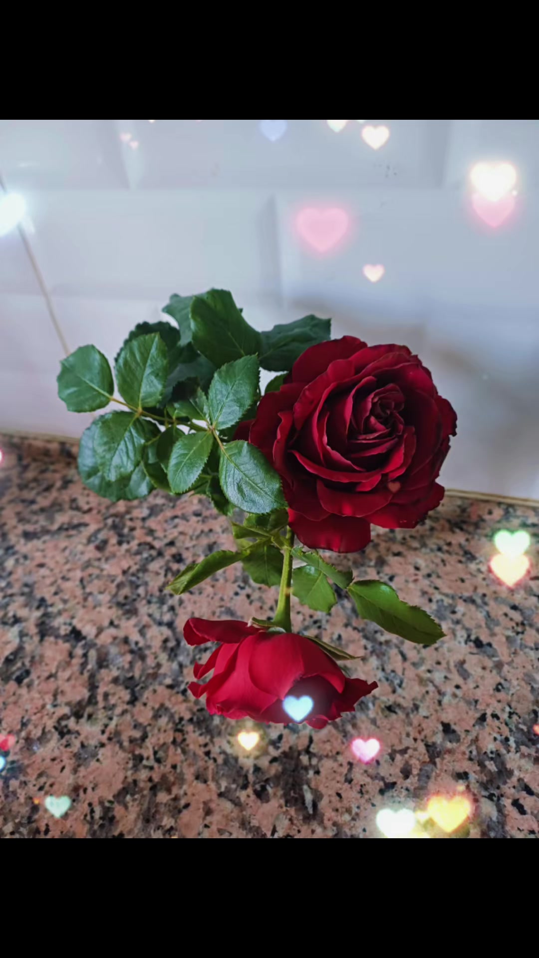 @özlem bozkurt