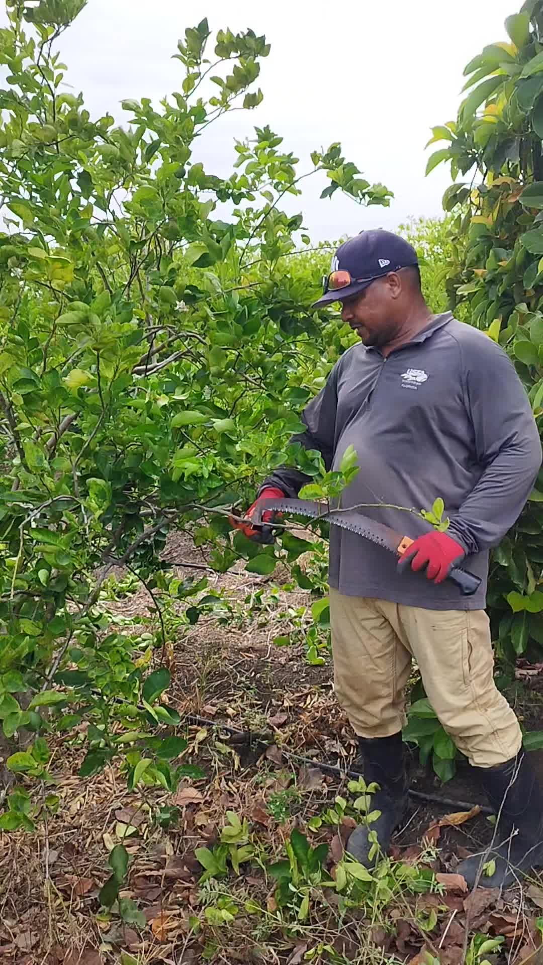 @Cítricos Ramirez 🍋