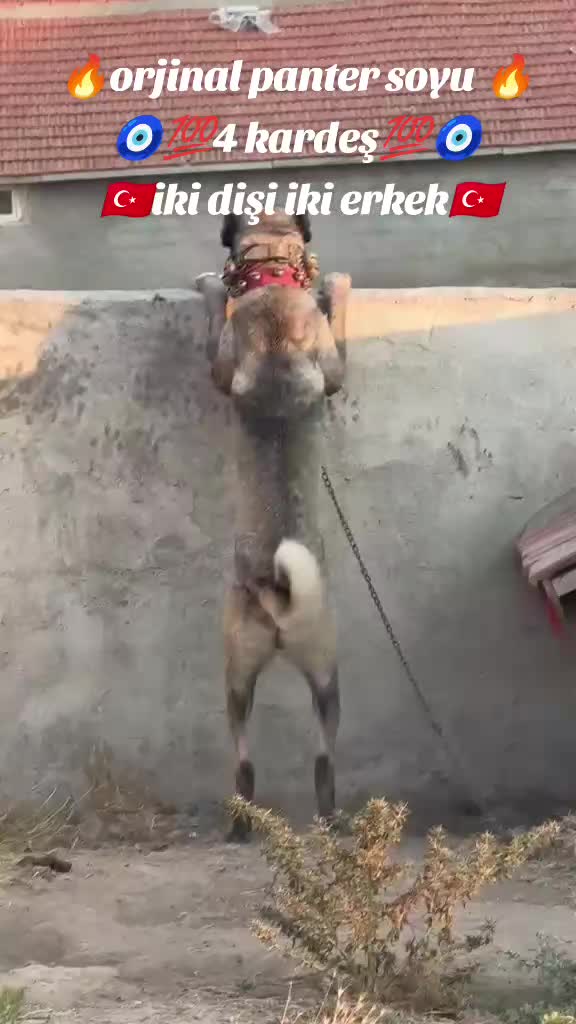 @Tekin Ersöz