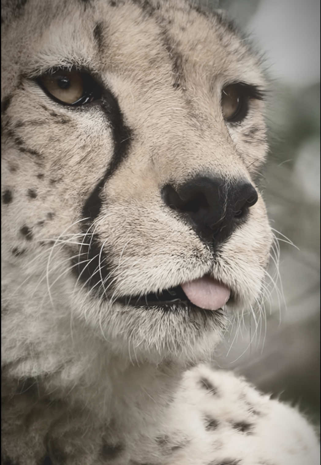 @auraful_animals