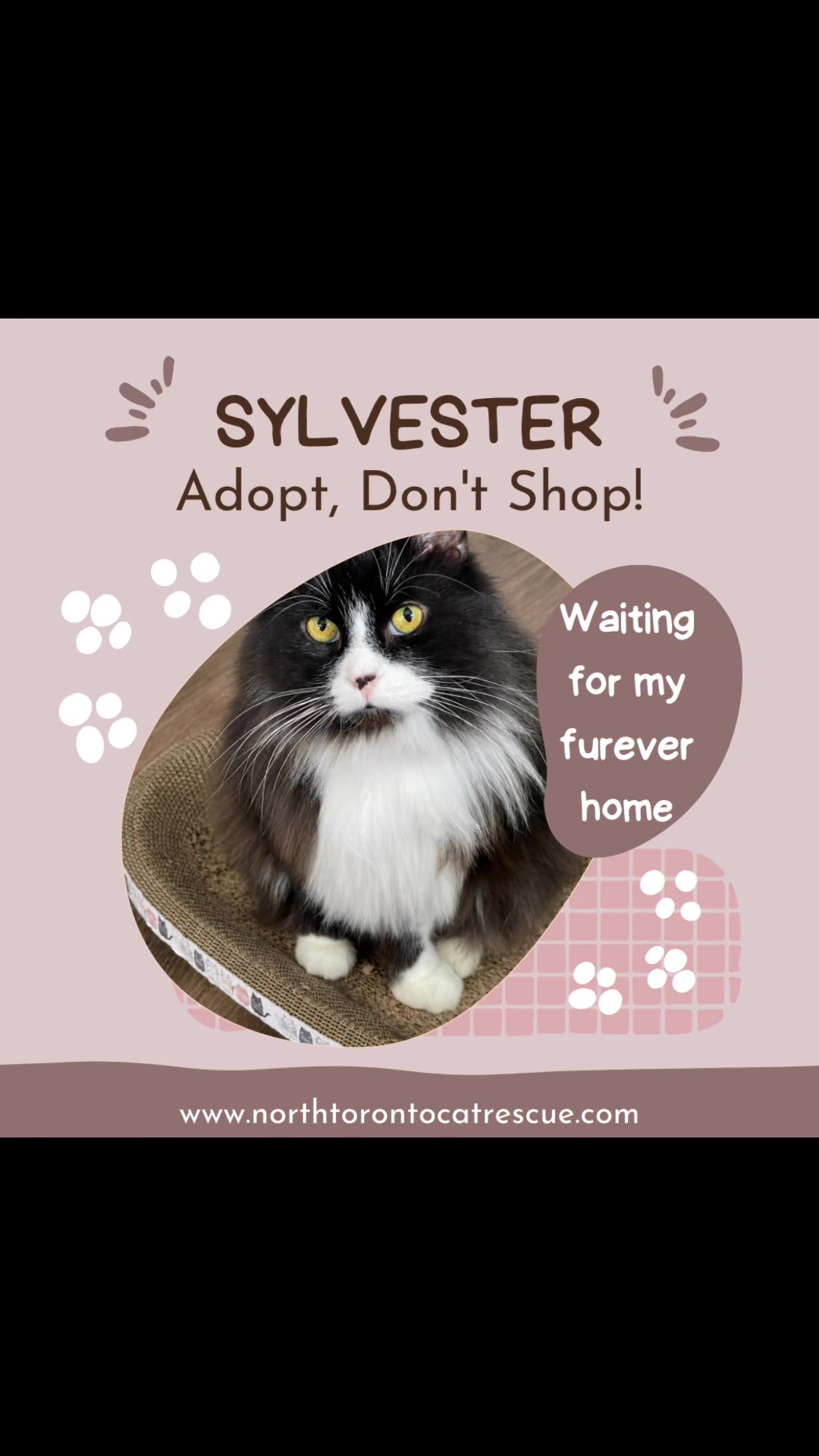 @North Toronto Cat Rescue