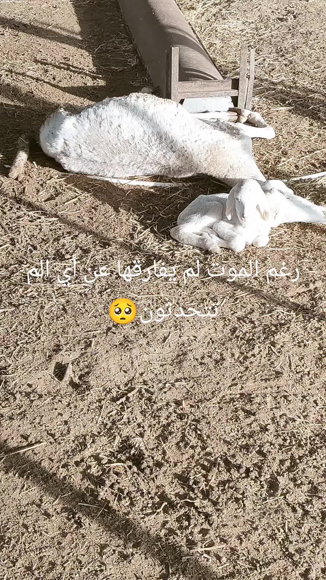 @طبيب بيطري و أفتخر