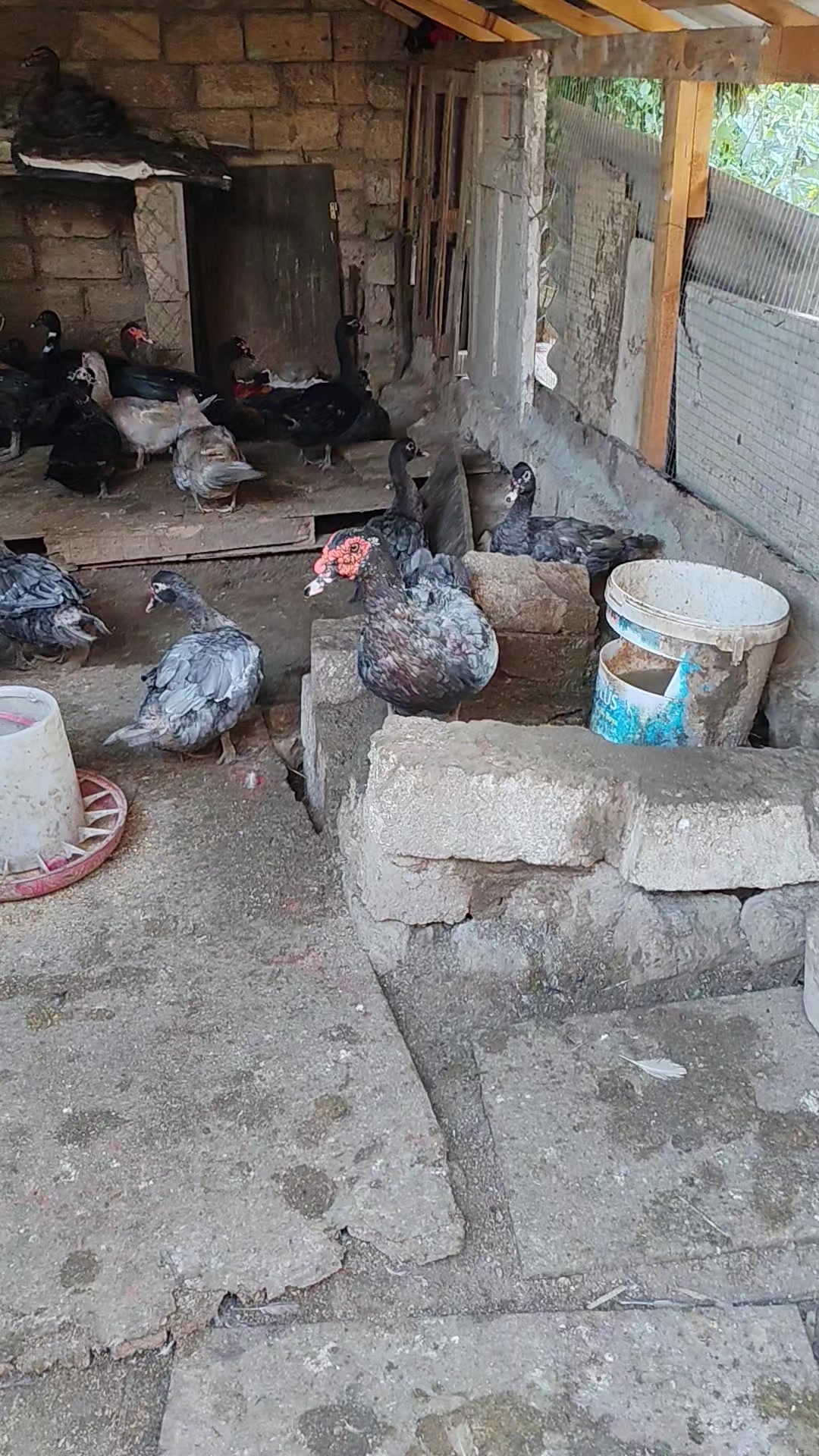 @MAŞTAĞA_QUŞCULUĞ