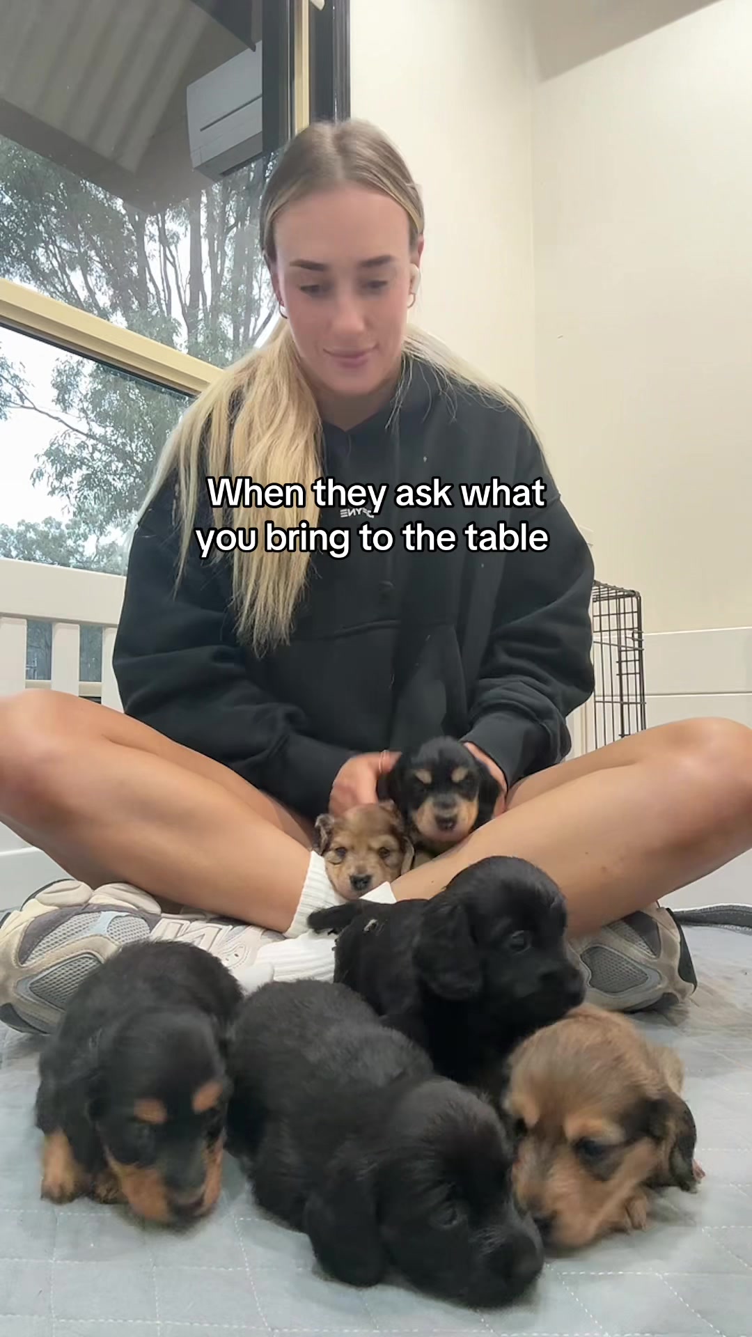 @Dachshund Dynasty