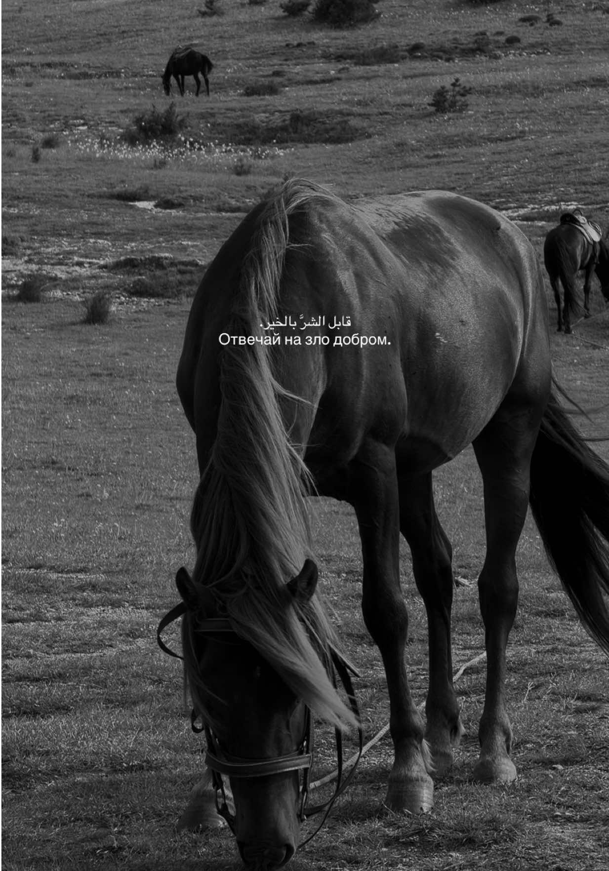 @all.qamarr