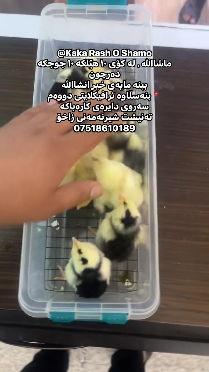 @ئۆشامۆ عبدالله🥇